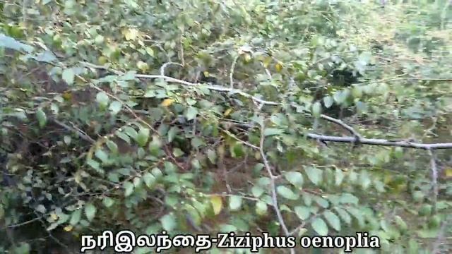 சூரைசெடி/சூரைபழம்/Suraipalam/நரிஇலந்தை/Ziziphus onenoplia/Mooligai manithan смотреть онлайн