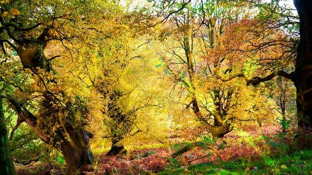 PTSD / Anxiety / Stress Relief Music Therapy | Binaural Beats + Isochronic Tones + EMDR Bilateral