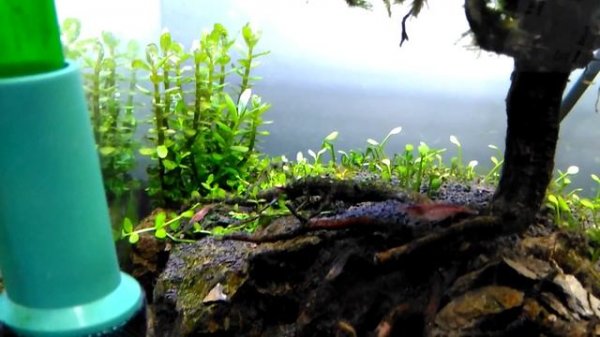 Mini Cube Garden 5 týdnů