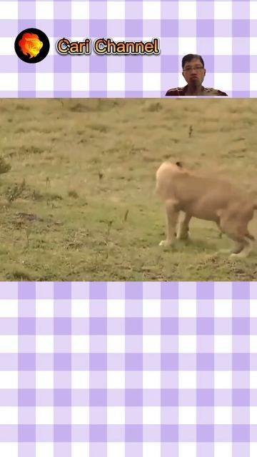 Mongoose Tests Lionesses' Hunting Skills | Wild Animals | Cari Channel