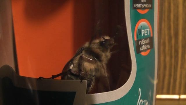 Майский жук в коробке смотреть онлайн