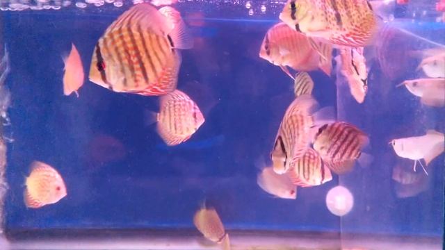 AquanaScape Discus Leopard & Pigeon 2 Inch смотреть онлайн