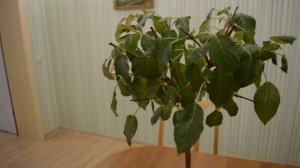 Работаю с фуксией/От черенка до формировки и цветения.