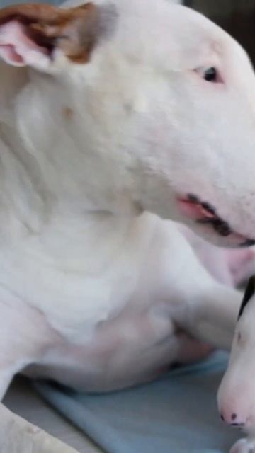 Бультерьер: Верный друг и защитник с огромным сердцем смотреть онлайн