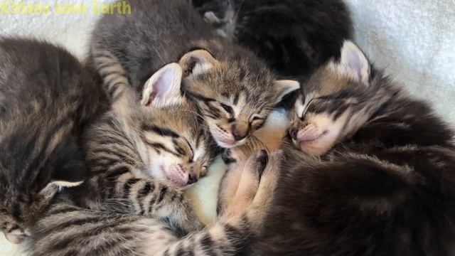 Cute kitten dumplings, mama cat and papa cat😻 #82 смотреть онлайн