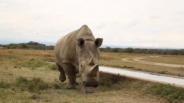 Northern White Rhino Fundraiser in 2021-@OlPejetaConservancy смотреть онлайн