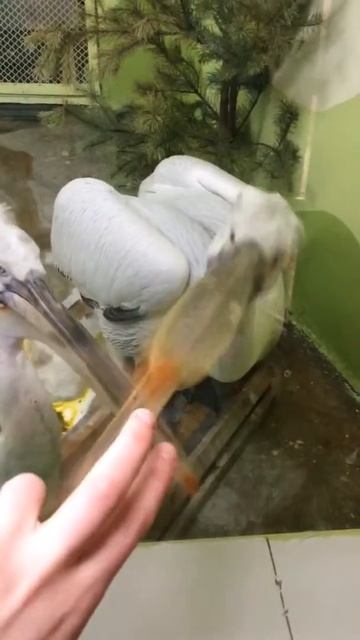 Hungry pelicans! смотреть онлайн