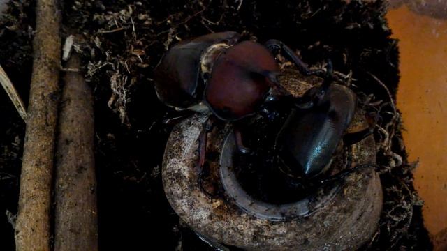 Male and Female Rhino Beetle eating смотреть онлайн