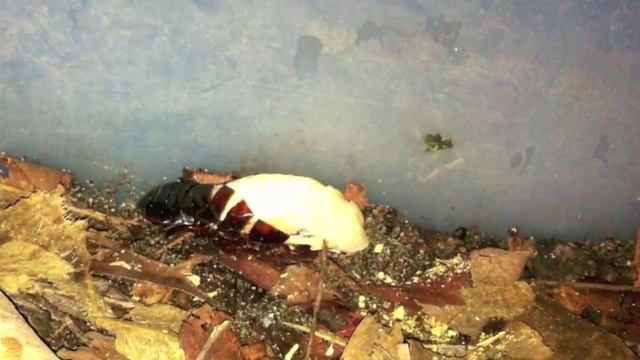 Giant Burrowing Cockroach molting Macropanesthia rhinoceros смотреть онлайн