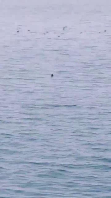 Июнь 2022, рыбалка, камбала, ерши(голубой окунь), нерпа. Магадан. Бухта Нагаева. 🎣🐟🩵🌊 смотреть онлайн