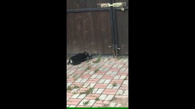 Илька и Буба: враг не пройдёт! смотреть онлайн