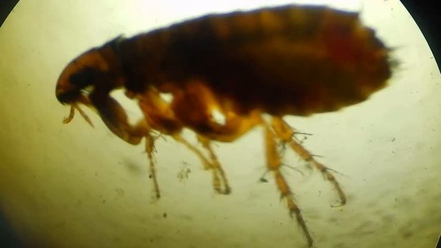 Pulga de cão (Ctenocephalides canis) смотреть онлайн