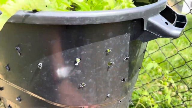 Should you grow vegetables in pure compost? смотреть онлайн