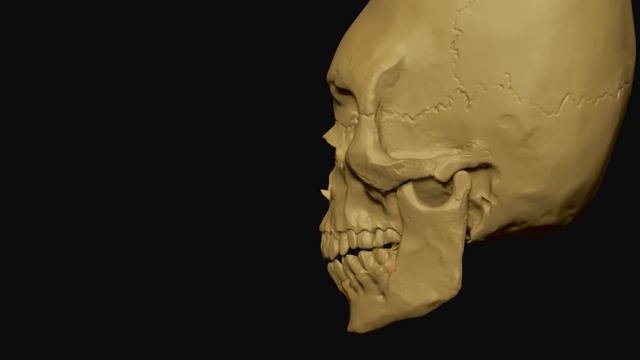 Zbrush enhanced sculpt | elongated skull смотреть онлайн