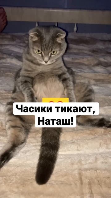 #коты #котикиправятмиром #котики #котэ #часики #тиктак #замужвиндиюнаташа смотреть онлайн