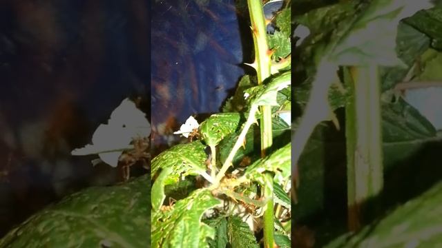 Atta cephalotes tragen Blätter смотреть онлайн