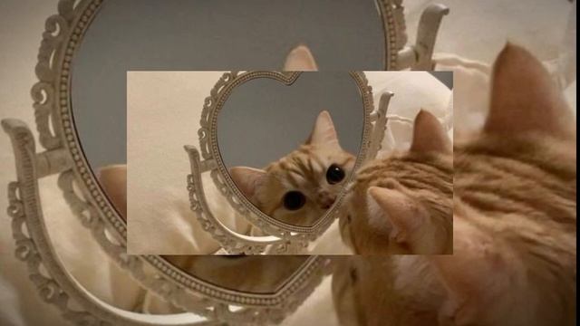 Шарлот/Мяу мяу мяу/speed up смотреть онлайн