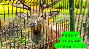 ОЛЕНИ I ПОЕЗДКА С БРАТОМ И ЕГО ДЕВУШКОЙ