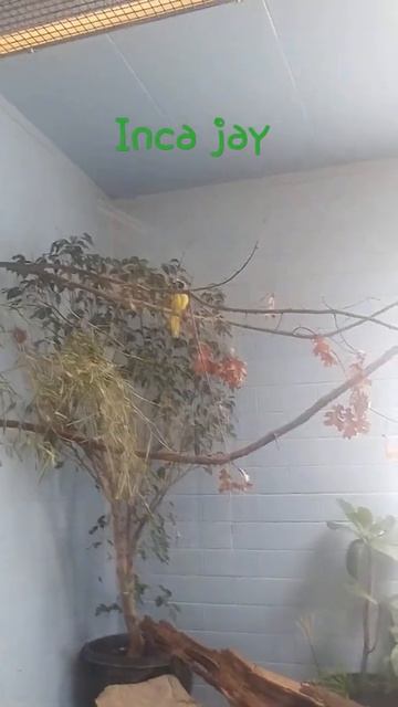 Inca jay Tulsa zoo смотреть онлайн