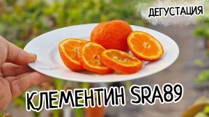Клементин SRA 89: ароматное украшение вашего дома и сада🍊. Раннеспелый цитрус с изысканным вкусом.