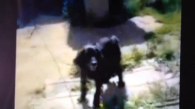 Тигр шоу 1 выпуск смотреть онлайн