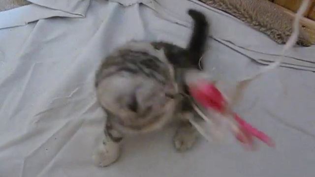 Второй котёнок смотреть онлайн