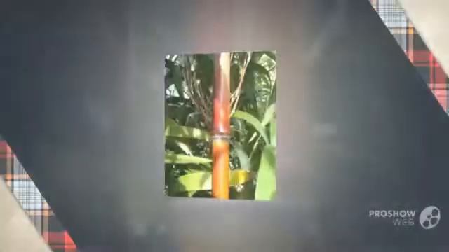 Semiarundinaria - garden plants смотреть онлайн