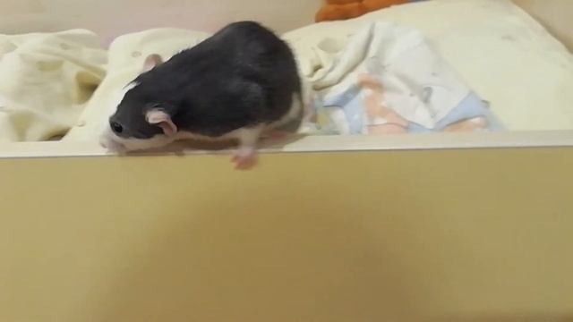 Крыска милашка