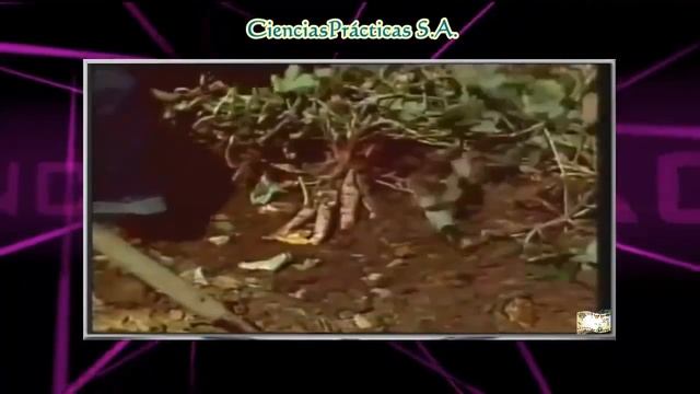 LA REPRODUCCIÓN VEGETAL DOCUMENTAL COMPLETO смотреть онлайн