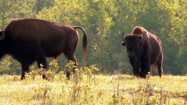 Bison Sound смотреть онлайн