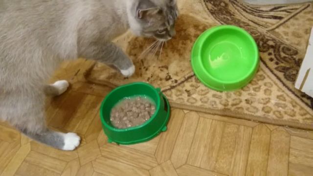 Что сделает умная кошка с плохой едой?