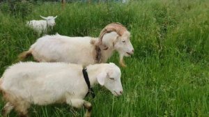 Игрушки-животные  - учим названия и звуки животных для детей