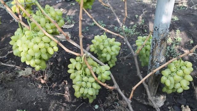 Виноград Бажена