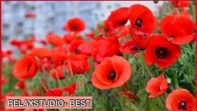 Pleasant melody/ RELAXSTUDIO- BEST смотреть онлайн