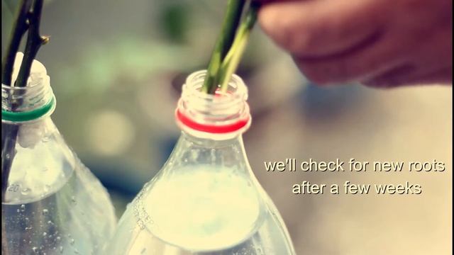 Weekend vlog | gardening | staying home 週末のvlog |ガーデニング|家にいる 주말 동영상 블로그 | 원예 | 집에 머물다 |ASMR | смотреть онлайн