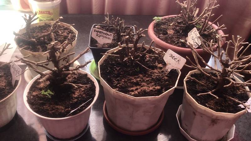 МУЛЬТИФЛОРА - после зимовки в неотапливаемой теплице.