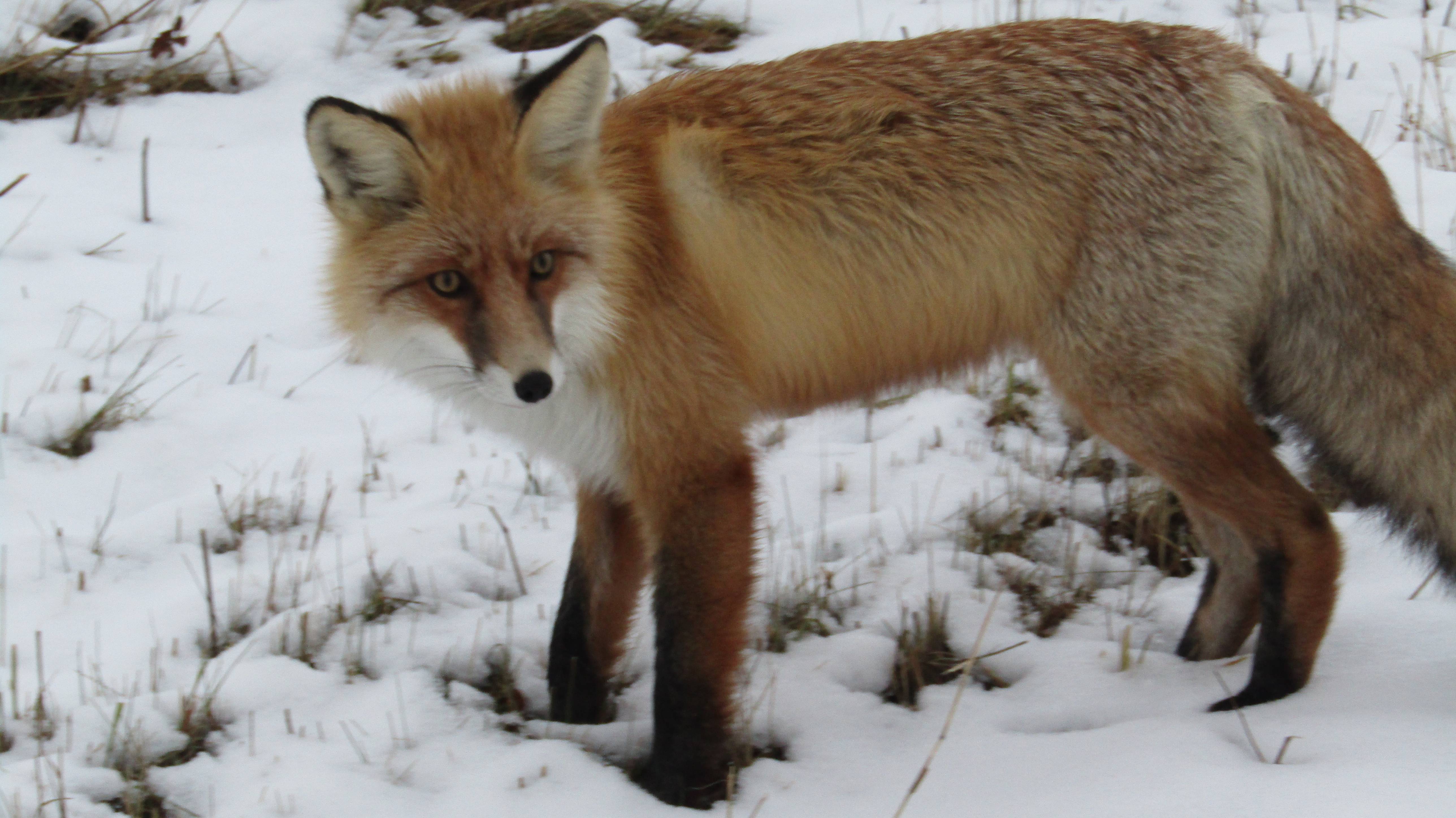 Встреча с лисом №2