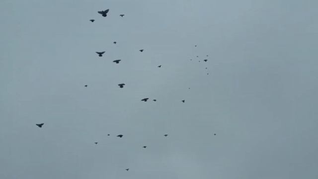 Николаевские голуби полёт на дому смотреть онлайн