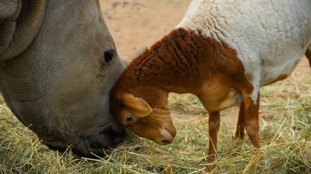 UNUSUAL Interspecies Friendships Compilation | Oddest Animal Friendships | Love Nature