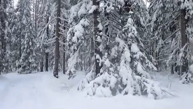 Серебряный лес - Автор музыка и исполнитель Аверьянов Сергей смотреть онлайн