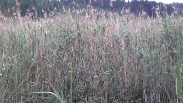 Kenttäkerttunen / Paddyfield Warbler / Acrocephalus agricola смотреть онлайн