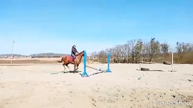 VALENSIYA trakehner mare смотреть онлайн