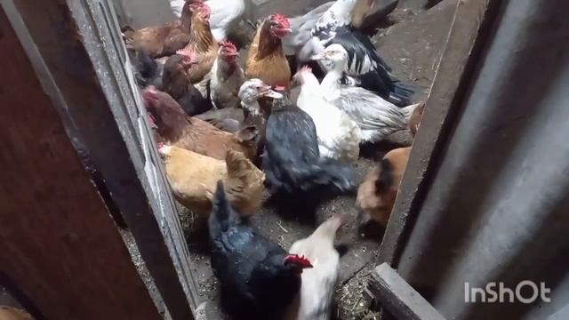 № 324 - Вьетнамская свинка Красотка опоросилась. смотреть онлайн