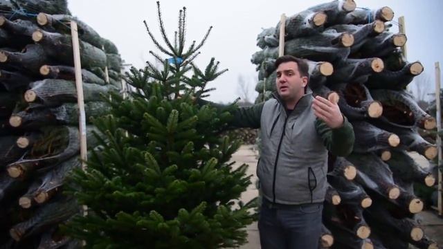 Vágott Nordmann fenyő eladása смотреть онлайн