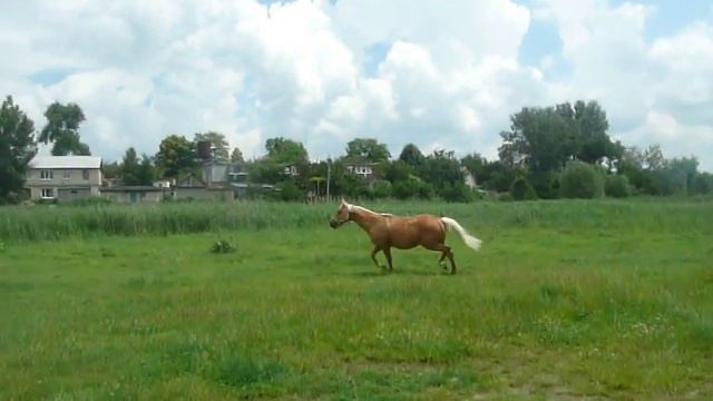 Конь гуляет на свободе смотреть онлайн