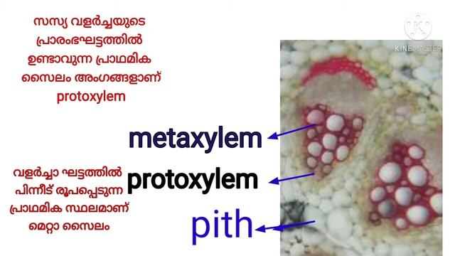 NCERT : Plus One Biology: Plant Anatomy: Plant Tissues: Complex Permanent Tissues: Xylem & Phloem смотреть онлайн