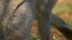 Тайная жизнь животных 3 серия «Самозащита» (документальный сериал, 2024)