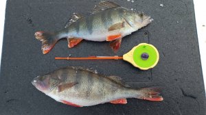 Рыбалка там, где обычно нет льда. Белоярское водохранилище.