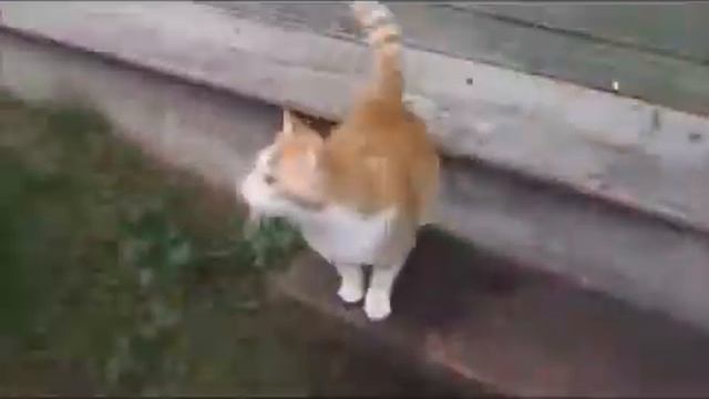Русские коты смотреть онлайн