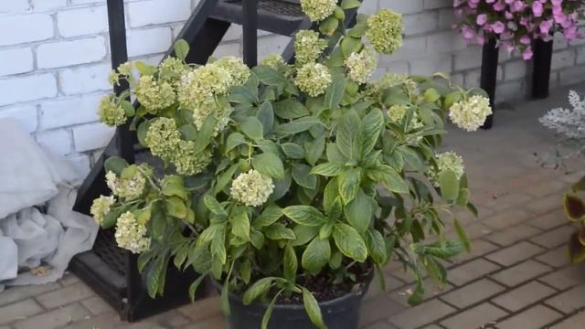 Петуния в сентябре/Новые растения/Новые проекты/Полезные покупки